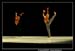 Ballet Biarritz 88292