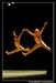 Ballet Biarritz 88650