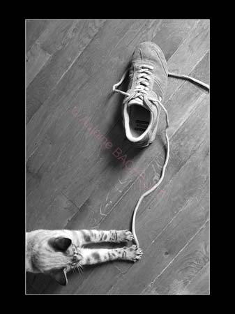 Chat Diver 66317