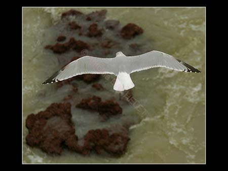 Mouette Biarritz 20035
