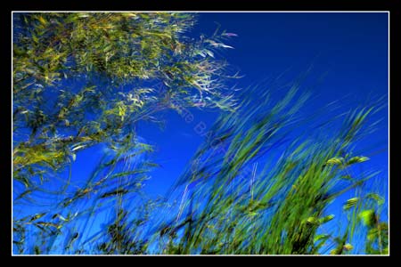 Puie Blanc HDR 75817