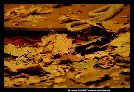 Opera de Maldoror 100604