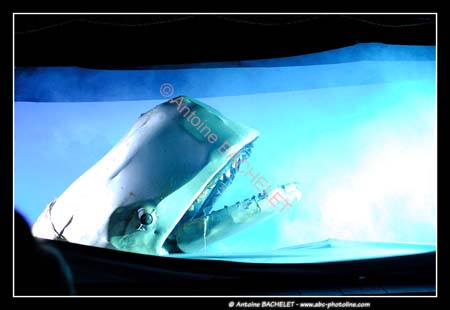 Le bal des Fous Moby Dick 100497