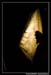 Le bal des Fous Moby Dick 100443