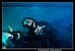 Le bal des Fous Moby Dick 100509