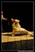 SEKEL 87042