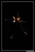 TDF 2007 77303 Corps a Cordes